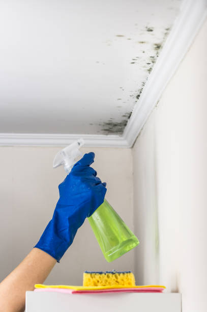 Professional Mold Removal in Lititz, PA